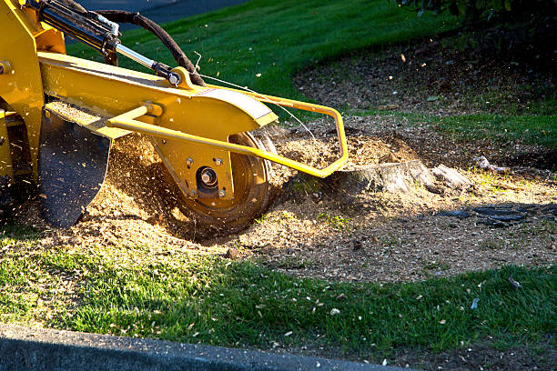 Professional Tree Removal in Denton, NC